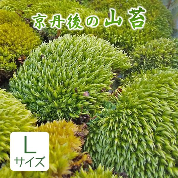 山苔 Lサイズ 天然苔 苔テラリウム 苔盆栽 盆栽 庭園 やまごけ ヤマゴケ ホソバオキナゴケ アラ...