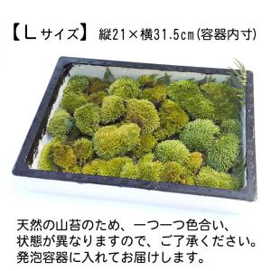 山苔 Lサイズ 天然苔 苔テラリウム 苔盆栽 ...の詳細画像1