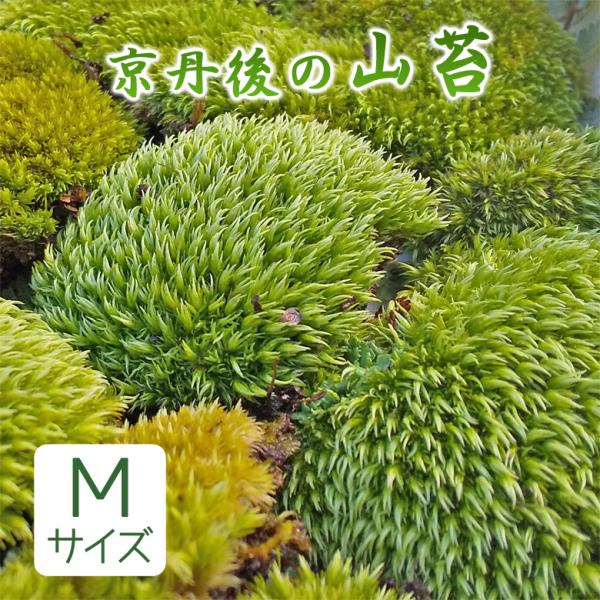 山苔 Mサイズ 天然苔 苔テラリウム 苔盆栽 盆栽 庭園 やまごけ ヤマゴケ ホソバオキナゴケ アラ...