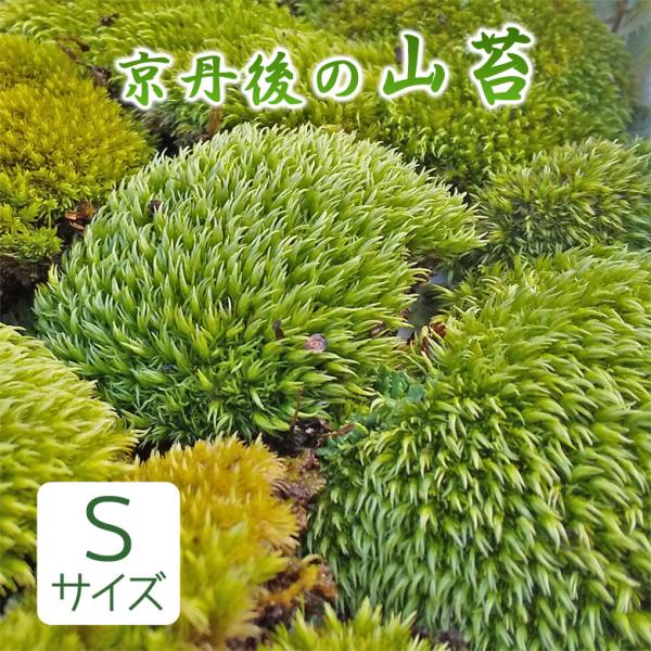 山苔 Sサイズ 天然苔 苔テラリウム 苔盆栽 盆栽 庭園 やまごけ ヤマゴケ ホソバオキナゴケ アラ...