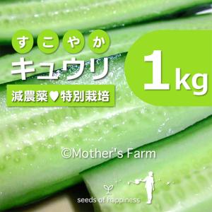 キュウリ 1kg 農薬90％カット 特別栽培 送料無料｜arumama