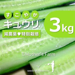 キュウリ 3kg 農薬90％カット 特別栽培 送料無料｜arumama