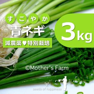 青ネギ ねぎ 農薬90％カット 特別栽培【3kg】｜arumama