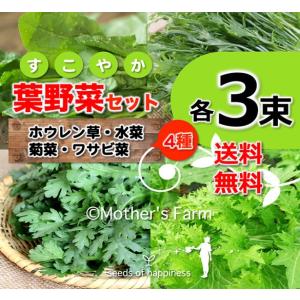 旬の葉野菜 各３束セット 農薬90％カット 特別栽培｜arumama