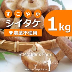 シイタケ 椎茸 菌床栽培【1kg】｜arumama