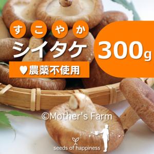 シイタケ 椎茸 菌床栽培【300g】｜arumama