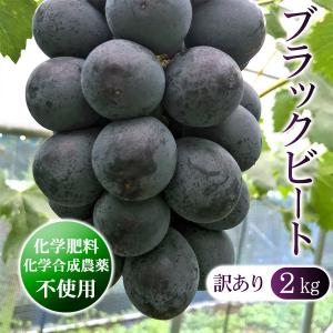 ブラックビート 4房 種無し ぶどう 自宅用 農薬不使用 最安値 価格比較 Yahoo ショッピング 口コミ 評判からも探せる