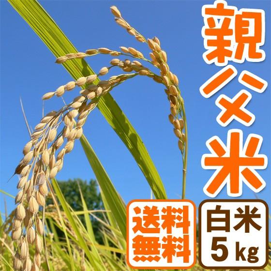 コシヒカリ 5kg 白米 親父米 兵庫県産 令和5年産 送料無料