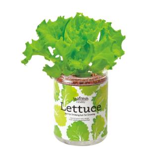 育てるグリーンペット レタス 聖新陶芸 底面給水  野菜栽培セット