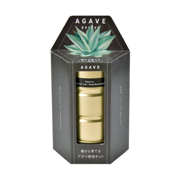 アガベ栽培キット パリーホーチエンシス GD-104601 聖新陶芸 栽培セットギフト プレゼント