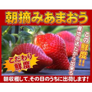 2箱以上で送料無料 特大の苺 いちごの王様 あ...の詳細画像2
