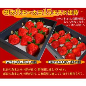 2箱以上で送料無料 特大の苺 いちごの王様 あ...の詳細画像4