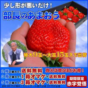 2箱以上で送料無料 訳あり 部長のあまおう 特大の苺 いちごの王様 あまおうイチゴ 上を狙え! 特大9から15玉入 少し形が悪いだけ