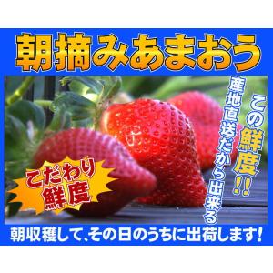 2箱以上で送料無料 訳あり 部長のあまおう 特...の詳細画像2