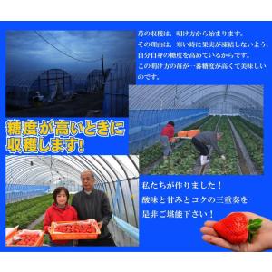 2箱以上で送料無料 訳あり 部長のあまおう 特...の詳細画像3