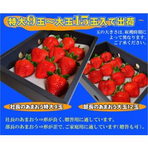 2箱以上で送料無料 訳あり 部長のあまおう 特...の詳細画像4