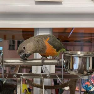 鳥かご ケージ 豪華な大型オウムケージ 304...の詳細画像1