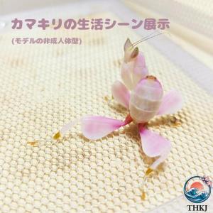 カマキリ専用飼育箱 アクリルカマキリかご カマ...の詳細画像4