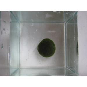 まりも　LLサイズ　1個　直径約3cm　マリモ　毬藻　植物　藻　水草　ビオトープ　メダカ水槽に
