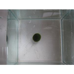 まりも　Mサイズ　1個　直径約1.5cm　マリモ　毬藻　植物　藻　水草　ビオトープ　メダカ水槽に