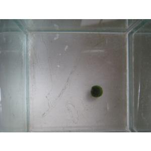 まりも　Sサイズ　1個　直径約1cm　マリモ　毬藻　植物　藻　水草　ビオトープ　メダカ水槽に
