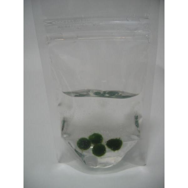 まりも　Sサイズ　4個　直径約1cm　マリモ　毬藻　植物　藻　水草　ビオトープ　メダカ水槽に