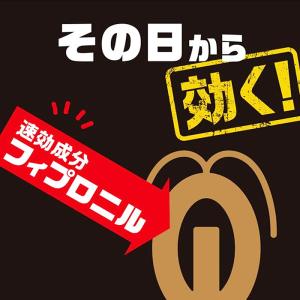 ブラックキャップ 12個入 1個 ゴキブリ駆除...の詳細画像2