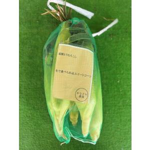 朝採れ とうもろこし 恵味ゴールド | 山梨県...の詳細画像1