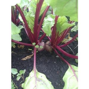 有機 ビーツ 10kg 熊本県産 野菜 栄養 ...の詳細画像1