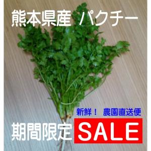 パクチー(コリアンダー)　500g　生野菜　農家直送