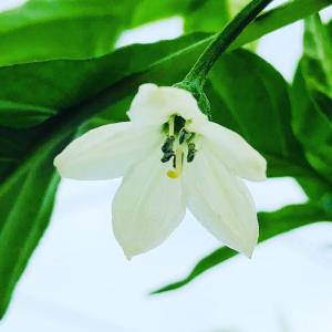 国産 青唐辛子 1kg 送料無料 熊本県産 辛...の詳細画像4