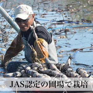 れんこんパウダー 無農薬 100g 蓮根粉 花...の詳細画像2