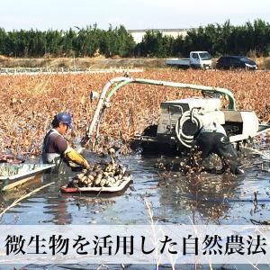 れんこんパウダー 無農薬 100g 蓮根粉 花...の詳細画像4