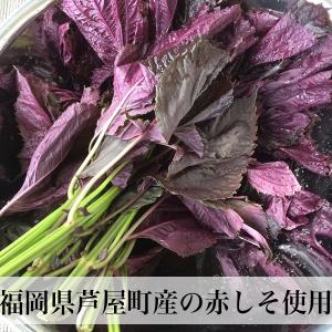 梅干し 無添加 500g お試し 梅干し しそ...の詳細画像5