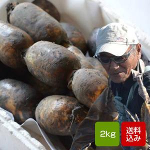 れんこん 無農薬 2キロ 佐賀県白石産 自然農法レンコン