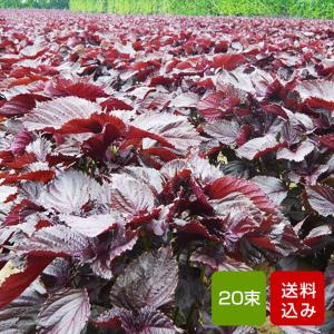 赤しそ 葉 5kg 20束 赤シソの葉 梅干し用 赤紫蘇ジュース用 福岡県芦屋産　