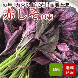 赤しそ 葉 2kg 250g×8束 梅干し用 赤紫蘇ジュース用 福岡県芦屋産