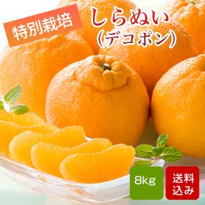 訳あり 不知火 デコポン サイズ不選別 ご家庭用 熊本県産