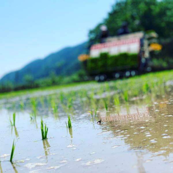 令和7年産【稲場農産】コシヒカリ30kg 玄米　予約販売 10月発送開始  国産米　減農薬　朝来市産...