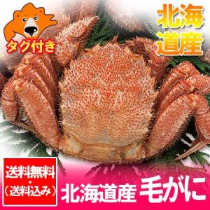 毛ガニ 特大 送料無料 毛蟹 北海道 けがに ボイル 毛がに 北海道産 毛蟹 浜茹で けがに 1尾 (660g) 魚介類 海産物 カニ 毛ガニ タグ付き｜asahikawajyogai