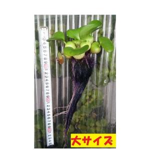 無農薬 ホテイアオイ 1株 定番品 グリーン ホテ草 浮き草 浮草 浮草 ホテイ草 井戸水 メダカ 産卵 ビオトープ 趣味 水草 庭 癒し 産卵床 在庫限り ポイント消化