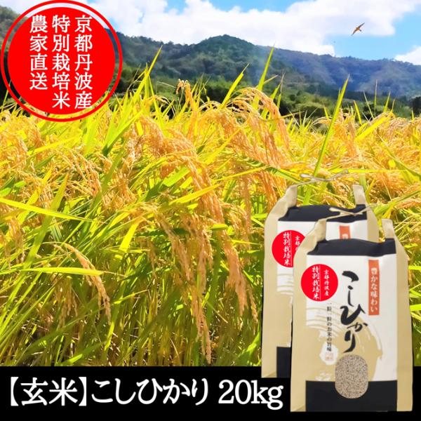 新米【 玄米 】 20kg コシヒカリ 特別栽培米 令和７年産 京都府産 農家直送 産地直送 こしひ...