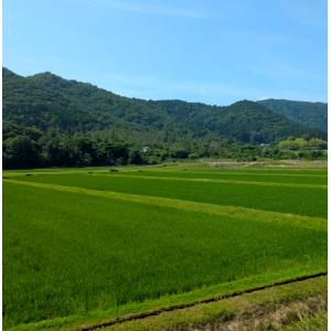 新米【 玄米 】 5kg 特別栽培米こしひかり...の詳細画像5