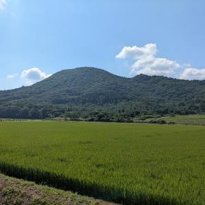 新米【玄米20kg】キヌヒカリ 農薬5割減 京...の詳細画像4