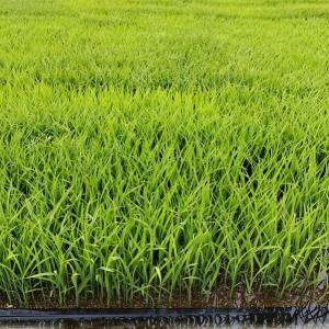 新米【玄米20kg】キヌヒカリ 農薬5割減 京...の詳細画像5