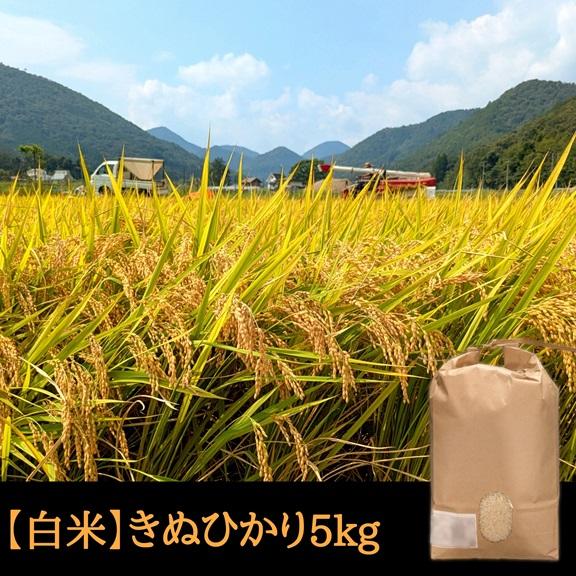 きぬひかり【 白米 】 5kg 新米 令和７年産 京都府産 農家直送 産地直送 お米 ５キロ 丹波産...