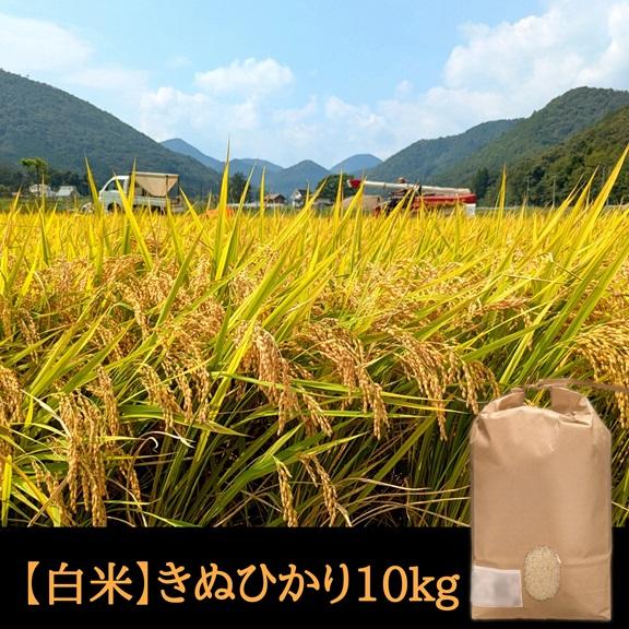 きぬひかり【 白米 】 10kg 新米 令和７年産 京都府産 農家直送 産地直送 お米 １０キロ 丹...