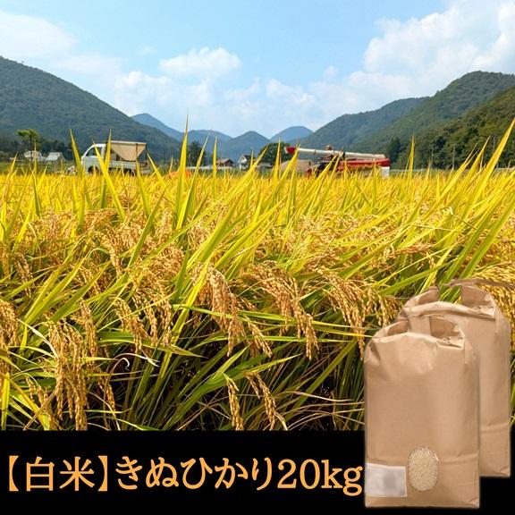 きぬひかり【 白米 】20kg 新米 令和７年産 京都府産 農家直送 産地直送 お米 ２０キロ 丹波...
