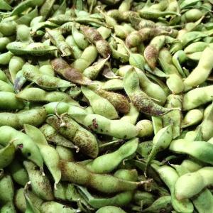 【訳アリ】 1.8kg 無選別 黒豆の枝豆 京...の詳細画像4