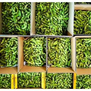 【訳アリ】 1.8kg 無選別 黒豆の枝豆 京...の詳細画像5